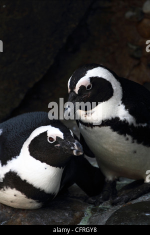 Paire de pingouins africains, Spheniscus demersus. Turtleback Zoo, West Orange, New Jersey. Banque D'Images