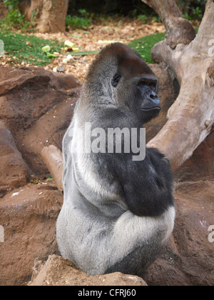 Retour d'ARGENT AU GORILLE ZOO Loro Parque À TENERIFE ESPAGNE Banque D'Images