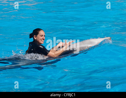 Spectacle de Dauphins à Loro Parque TENERIFE Banque D'Images