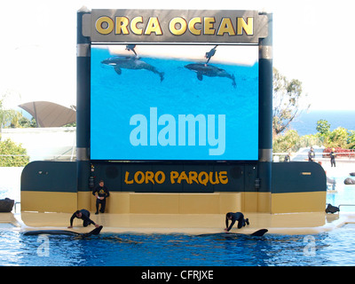 Exécution d'ORCA le Loro Parque À PUERTO DE LA CRUZ TENERIFE ESPAGNE Banque D'Images