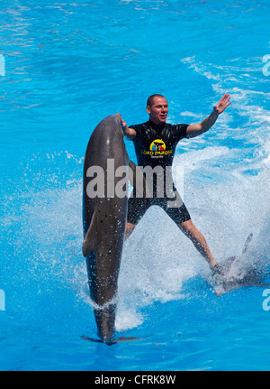 Spectacle de Dauphins à Loro Parque TENERIFE Banque D'Images