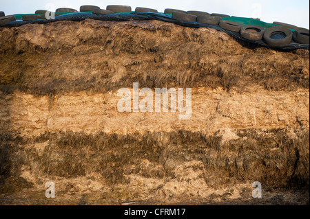 Visage de collier d'ensilage, montrant différents niveaux de récolte. Banque D'Images