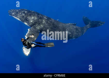 Rorqual à bosse, Megaptera novaeangliae, et plongeur, l'Océan Pacifique Banque D'Images