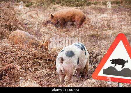 Les porcs en liberté sur l'île de Raasay, Ecosse, Royaume-Uni. Banque D'Images