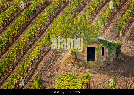 Petite grange en pierre de la vigne, près de Montalcino, Italie, Toscane Banque D'Images