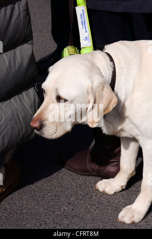 Chiot Chien-guide. Banque D'Images