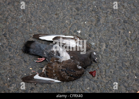 Un pigeon mort, écrasé, tué sur la route par une voiture Banque D'Images