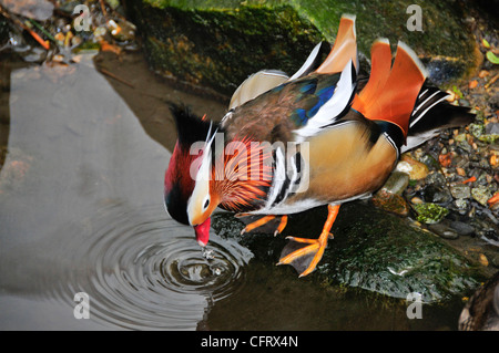 Canard mandarin Banque D'Images