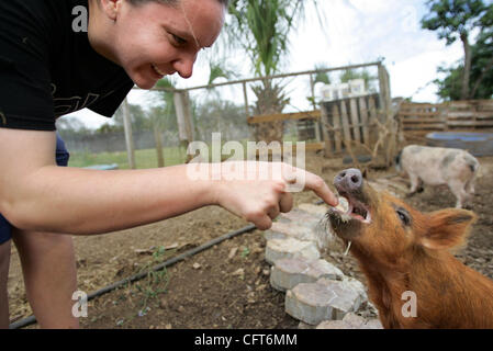 Le CAC 121206 Personnel cochon photo de Richard Graulich/Le Palm Beach Post 0031021D'UN HOMESTEAD - Lauren Rosenthal joue avec un de ses porcs nommé Ginny pour qu'elle s'intéresse et sauvetages en sa Green Acres farm à Homestead. Pour une culture de porc paquet dans Accent. Ne pas diffuser en dehors de COX COMMUNICATIONS. OUT Banque D'Images