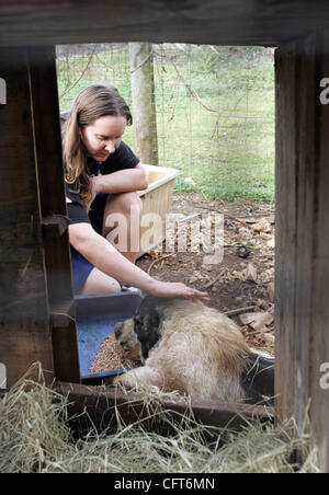 Le CAC 121206 Personnel cochon photo de Richard Graulich/Le Palm Beach Post 0031021D'UN HOMESTEAD - Lauren Rosenthal vérifie sur l'un de ses animaux qu'elle s'intéresse et sauvetages en sa Green Acres farm à Homestead. Pour une culture de porc paquet dans Accent. Ne pas diffuser en dehors de COX COMMUNICATIONS. À PALM BEACH, B Banque D'Images