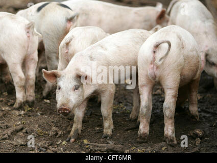 Le CAC 121206 Personnel cochon photo de Richard Graulich/Le Palm Beach Post 0031021HOMESTEAD - une partie des porcs Lauren Rosenthal s'occupe de et sauvetages en sa Green Acres farm à Homestead. Pour une culture de porc paquet dans Accent. Ne pas diffuser en dehors de COX COMMUNICATIONS. À PALM BEACH,-0779, MARTIN , S Banque D'Images