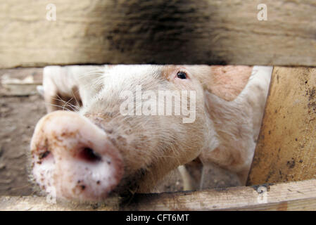 Le CAC 121206 Personnel cochon photo de Richard Graulich/Le Palm Beach Post 0031021D'UN HOMESTEAD - l'un des porcs Lauren Rosenthal s'occupe de et sauvetages en sa Green Acres farm à Homestead. Pour une culture de porc paquet dans Accent. Ne pas diffuser en dehors de COX COMMUNICATIONS. À PALM BEACH,-0779, MARTIN , ST Banque D'Images