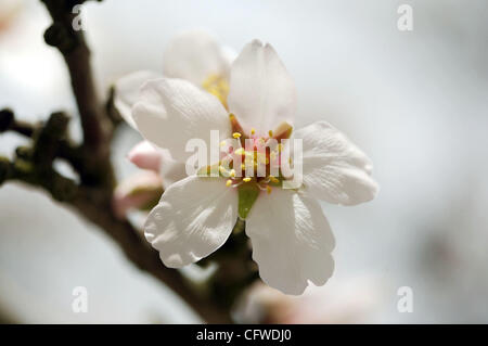 21 févr. 2007 - Stockton, CA, USA - Quelques semaines seulement après avoir temps de gel devistate la vallée centrale de fermes d'agrumes, les amandiers sont en fleurs. Amandiers commencer la saison avec les plus petites branches plus épaisses et les fleurs sont en grappes de fleurs. (Crédit Image : © Kate Burgess Karwan/ZUMA Press) RESTR Banque D'Images