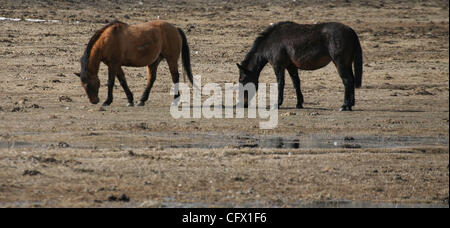 Mar 18, 2007 - Jackson Hole, Wyoming, USA - Chevaux broutent sur Walton Ranch à Jackson Hole. (Crédit Image : © Marianna Massey Jour/ZUMA Press) Banque D'Images