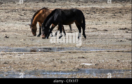 Mar 18, 2007 - Jackson Hole, Wyoming, USA - Chevaux broutent sur Walton Ranch à Jackson Hole. (Crédit Image : © Marianna Massey Jour/ZUMA Press) Banque D'Images