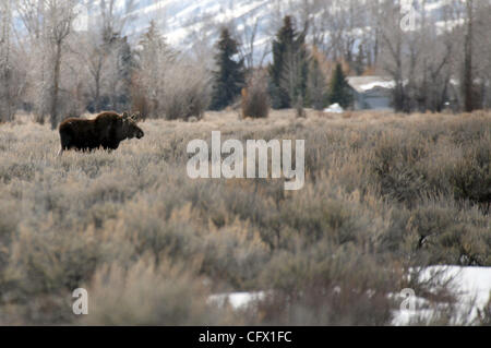 Mar 18, 2007 - Jackson Hole, Wyoming, USA - une femelle orignal broute dans le Parc National de Grand Teton. (Crédit Image : © Marianna Massey Jour/ZUMA Press) Banque D'Images