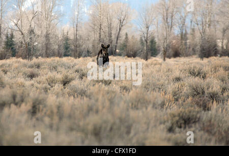 Mar 18, 2007 - Jackson Hole, Wyoming, USA - une femelle orignal broute dans le Parc National de Grand Teton. (Crédit Image : © Marianna Massey Jour/ZUMA Press) Banque D'Images