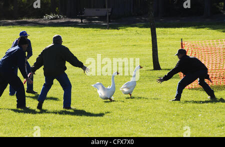 LEDE - Parc à Northstar, Davis park employés, de gauche, Mike Dascomb, Jerry McKean, Mike Krezman, et Chris Gieber se fermer sur deux oies domestiques qu'ils envisagent de déménager à Ione, le 27 mars 2006. Les canards et oies domestiques à Northstar Parc ont été mordre les petits enfants, la peine des chiens, érodant étang b Banque D'Images