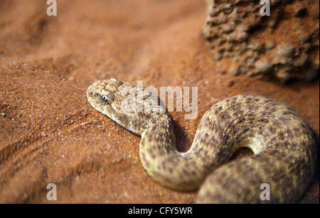 07 mai 2007 - Sydney, NSW, Australie - Un Death Adder serpent, l'une des dix plus de serpents venimeux, au Zoo de Taronga à Sydney. (Crédit Image : © Marianna Massey Jour/ZUMA Press) Banque D'Images