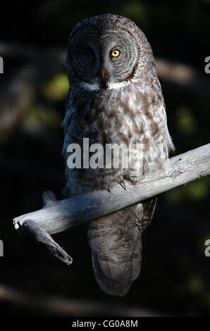 19 juin 2007 - Le Parc National de Yellowstone, en Californie, Etats-Unis - une chouette lapone est assis sur son perchoir au lever du soleil mardi matin 19 juin 2007 dans le Parc National de Yellowstone dans le Wyoming. (Crédit Image : Â© va Lester/ZUMA Press) Banque D'Images