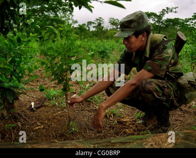 Jun 21, 2007 - Bolivie Chapare, -'rechercher et détruire les opérations de la Police des stupéfiants spécial Forces (UMOPAR) dans la zone appelée coca Chapare. Ce lieu est la plus grande région de production de coca en Bolivie et également de grandes zones de production de cocaïne. Au cours des dernières décennies, la province de Chapare a bec Banque D'Images