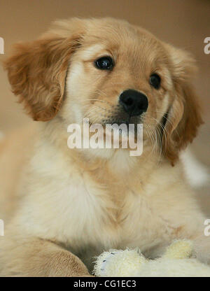 10 août 2007 - Saint Louis, Missouri, États-Unis - un 9 semaine vieux chiot Golden Retriever joue avec un jouet à mâcher à l'intérieur. (Crédit Image : © John Schreiber/ZUMAPRESS.com) Banque D'Images