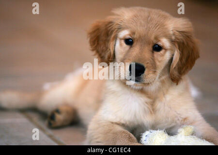 10 août 2007 - Saint Louis, Missouri, États-Unis - un 9 semaine vieux chiot Golden Retriever joue avec un jouet à mâcher à l'intérieur. (Crédit Image : © John Schreiber/ZUMAPRESS.com) Banque D'Images