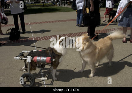 Deux chiens secourus - Anna Marie, à gauche, et Ellie, les deux qui auraient normalement été euthanasié - saluent au rassemblement pour la Californie animaux en santé - Loi 1634 sur l'AB - étapes de l'ouest du Capitole lundi. On estime à plus de 300 000 chiens et chats sont euthanasiés en Californie toutes les y Banque D'Images