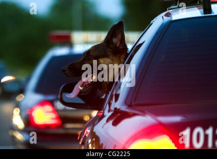 Sacramento Police K9, un membre de l'unité Apolo cinq enquêtes, berger allemand de la ville Mercredi, 25 avril 2007. Le ministère a ajouté trois chiens à sa liste et qui ont été formés pour effectuer de multiples tâches. Le Sacramento Bee / Carl Costas Banque D'Images