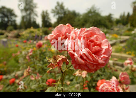 Une multitude de roses fleurissent dans la section la plus chaude, la plus ensoleillée de l'ancien cimetière de la ville situé à Sacramento, le 10 mai 2007. Sacramento Bee/ faible Florence Banque D'Images