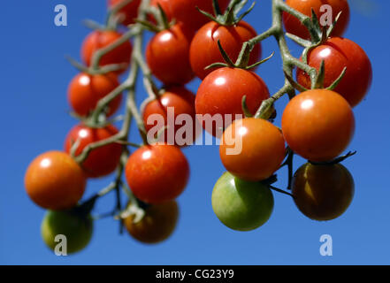 Les tomates à différents stades de maturité, cultivés dans le jardin de l'abeille à Pat Rubin's Auburn home, le 27 juillet 2007. Sacramento Bee/ faible Florence Banque D'Images