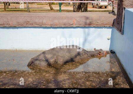 23 août 2012. MODIMOLLE, AFRIQUE DU SUD : un jeune hippopotame bull nommé Solly est piégé dans une piscine sur un jeu ferme près de Modimolle le 23 août 20212 à Limpopo, Afrique du Sud. Le taureau, on croit être expulsé de son groupe familial, errait dans la piscine et personne ne sait comment l'en sortir. (Photo par Gallo Images / Megannon Franco) Banque D'Images