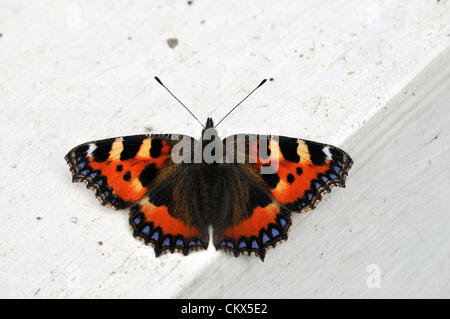 26 août 2012. À la recherche d'un spécimen épinglé comme curieusement, un petit papillon écaille (Aglais urticae) baigne dans le week-end férié d'août soleil sur une fenêtre-sill à Aberystwyth, Pays de Galles, Royaume-Uni. Crédit : John Gilbey / Alamy Live News Banque D'Images