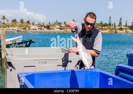 Mooloolaba, Queensland, Australie, le 28 août 2012. Un travailleur de la pêche décharge des poissons fraîchement pêchés à Mooloolaba, qui est un important port de pêche commerciale et de destination de vacances dans l'État du Queensland, Sunshine Coast. Des fruits de mer frais de Mooloolaba est populaire auprès des touristes, et vendus dans le pays et exportés à l'étranger. Credit : KC Hunter / Alamy Live News Banque D'Images