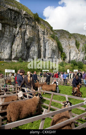 Le Yorkshire, UK. 28 août 2012. Bergeries et exposition d'animaux à la 115e assemblée annuelle Kilnsey Show & Sports sur vacances de banque Mardi, 28 août, 2012. Les Yorkshire Dales showpiece est organisée par la Société d'Agriculture Wharfedale près de Kilnsey Crag, 12 miles au nord de Skipton. Credit : Cernan Elias / Alamy Live News Banque D'Images