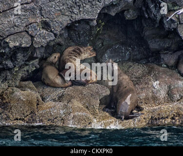 1 juillet 2012 - L'Alaska, États-Unis - deux grand mâle bull [Lions de mer de Steller Eumetopias jubatus] écorce à l'autre comme ils se battent pour l'accouplement avec une femelle marquée près du cap Résurrection dans Kenai Fjords National Park, Alaska, où plusieurs grandes îles rock servent de lion de mer oehaul outsâ «-" et "oerookeriesâ€ où ils se rassemblent pour se reposer et s'accouplent. Elles sont inscrite comme une espèce en voie de disparition en raison des déclins inexpliqués, de leur nombre au cours d'une grande partie de leur aire de répartition dans l'Alaska. (Crédit Image : © Arnold Drapkin/ZUMAPRESS.com) Banque D'Images