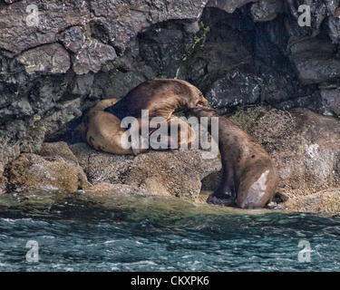 1 juillet 2012 - L'Alaska, États-Unis - deux grand mâle bull [Lions de mer de Steller Eumetopias jubatus] lutte sur l'accouplement avec une femelle marquée près du cap Résurrection dans Kenai Fjords National Park, Alaska, où plusieurs grandes îles rock servent de lion de mer oehaul outsâ «-" et "oerookeriesâ€ où ils se rassemblent pour se reposer et s'accouplent. Elles sont inscrite comme une espèce en voie de disparition en raison des déclins inexpliqués, de leur nombre au cours d'une grande partie de leur aire de répartition dans l'Alaska. (Crédit Image : © Arnold Drapkin/ZUMAPRESS.com) Banque D'Images