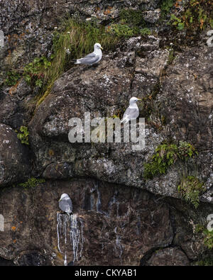 1 juillet 2012 - L'Alaska, États-Unis - Un trio de Mouettes tridactyles (Rissa tridactyla], une des espèces d'oiseaux de mer dans la famille de goélands, faire îles granitiques et les falaises de Kenai Fjords National Park leur maison. Créé en 1980, le National Park couvre 1 760 kilomètres carrés de la péninsule de Kenai. (Crédit Image : © Arnold Drapkin/ZUMAPRESS.com) Banque D'Images