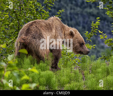 Le 4 juillet 2012 - Borough de Haines, Alaska, États-Unis - une jeune femelle grizzli (Ursus arctos horribilis), également connu sous le nom d'ours brun, de manger les herbes à proximité Haines, en Alaska. Ils sont omnivores et mangent des plantes et autres animaux. Autour de 85  % de leur alimentation est vert de la végétation, les noix, les baies, les insectes et les racines. L'un des plus grands mammifères terrestres en Amérique du Nord, l'Alaska a environ 30 000 ours bruns de l'état. (Crédit Image : © Arnold Drapkin/ZUMAPRESS.com) Banque D'Images