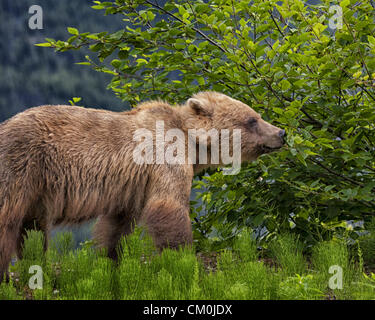 Le 4 juillet 2012 - Borough de Haines, Alaska, États-Unis - une jeune femelle grizzli (Ursus arctos horribilis), également connu sous le nom d'ours brun, cherche de la nourriture près de Haines, en Alaska. Ils sont omnivores et mangent des plantes et autres animaux. Autour de 85  % de leur alimentation est vert de la végétation, les noix, les baies, les insectes et les racines. L'un des plus grands mammifères terrestres en Amérique du Nord, l'Alaska a environ 30 000 ours bruns de l'état. (Crédit Image : © Arnold Drapkin/ZUMAPRESS.com) Banque D'Images