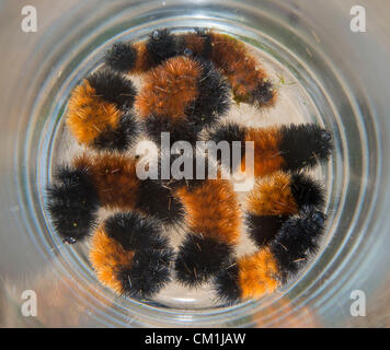 14 septembre 2012 - Roseburg, Oregon, États-Unis - Banded woolly bear chenilles sont affichées dans un vase de verre dans une zone boisée près de Roseburg. Le woolly bear est le stade larvaire de l'Isabella Tiger Moth. Dans le folklore des États-Unis et du Canada, les quantités relatives de noir et marron de la chenille sont des indications de la gravité de l'hiver prochain. On croit que si la ligne brune est épais l'hiver sera doux. Plusieurs études scientifiques ont trouvé aucune corrélation entre la coloration de l'ours laineux et la rigueur de l'hiver. (Crédit Image : © Loznak ZUMAPRESS.com)/Robin Banque D'Images