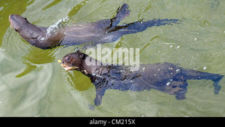 Nouvelle exposition de loutres géantes a été ouverte au zoo du Zlin à Zlin, République tchèque, le 16 septembre 2012. Loutre géante ont été photographiés à Zlin, République tchèque, le 14 septembre 2012. (Photo/CTK Zdenek Nemec) Banque D'Images