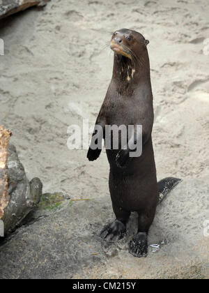 Nouvelle exposition de loutres géantes a été ouverte au zoo du Zlin à Zlin, République tchèque, le 16 septembre 2012. Loutre géante ont été photographiés à Zlin, République tchèque, le 14 septembre 2012. (Photo/CTK Zdenek Nemec) Banque D'Images