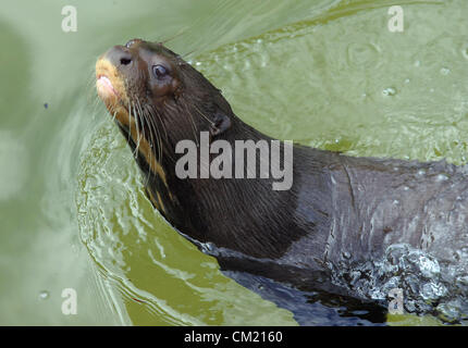 Nouvelle exposition de loutres géantes a été ouverte au zoo du Zlin à Zlin, République tchèque, le 16 septembre 2012. Loutre géante ont été photographiés à Zlin, République tchèque, le 14 septembre 2012. (Photo/CTK Zdenek Nemec) Banque D'Images