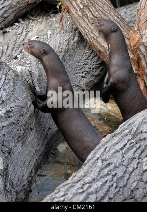 Nouvelle exposition de loutres géantes a été ouverte au zoo du Zlin à Zlin, République tchèque, le 16 septembre 2012. Loutre géante ont été photographiés à Zlin, République tchèque, le 14 septembre 2012. (Photo/CTK Zdenek Nemec) Banque D'Images