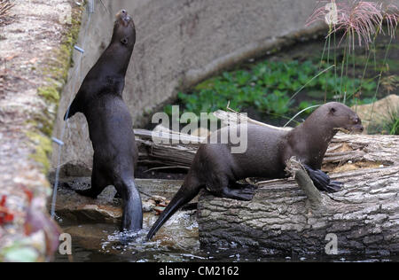 Nouvelle exposition de loutres géantes a été ouverte au zoo du Zlin à Zlin, République tchèque, le 16 septembre 2012. Loutre géante ont été photographiés à Zlin, République tchèque, le 14 septembre 2012. (Photo/CTK Zdenek Nemec) Banque D'Images