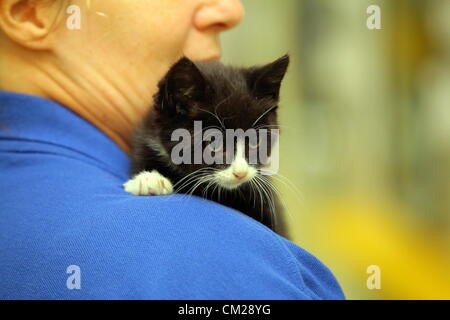 Lundi 17 Septembre 12 Photo Shell Le Chaton Au Centre De Protection De Chats A Bridgend Galles Du Sud Re A 10 Semaines Chaton A Eu Une Chance S Echapper Apres