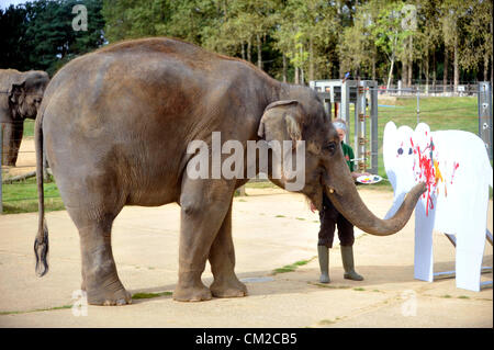 Bedfordshire, Royaume-Uni. 19 septembre 2012. Artiste de l'éléphant prend un pinceau pour l'appréciation de l'éléphant du zoo de Whipsnade ZSL Week-end pachyderme Picasso se prépare à prendre un pinceau et montrer ses talents artistiques à venir de l'appréciation de l'éléphant, week-end Elephantasia. Quatorze ans de l'éléphant d'Asie Karishma sera à l'aide de son tronc pour décorer les éléphants en bois avec des taches de couleur de peinture à l'approche de la fin de semaine - qui sera vital pour la collecte de fonds dans le monde entier la conservation de l'éléphant du Zoo et des projets de recherche. Elephant keeper Elizabeth Becker a déclaré : "Karishma r Banque D'Images