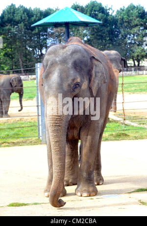 Bedfordshire, Royaume-Uni. 19 septembre 2012. Artiste de l'éléphant prend un pinceau pour l'appréciation de l'éléphant du zoo de Whipsnade ZSL Week-end pachyderme Picasso se prépare à prendre un pinceau et montrer ses talents artistiques à venir de l'appréciation de l'éléphant, week-end Elephantasia. Quatorze ans de l'éléphant d'Asie Karishma sera à l'aide de son tronc pour décorer les éléphants en bois avec des taches de couleur de peinture à l'approche de la fin de semaine - qui sera vital pour la collecte de fonds dans le monde entier la conservation de l'éléphant du Zoo et des projets de recherche. Elephant keeper Elizabeth Becker a déclaré : "Karishma r Banque D'Images