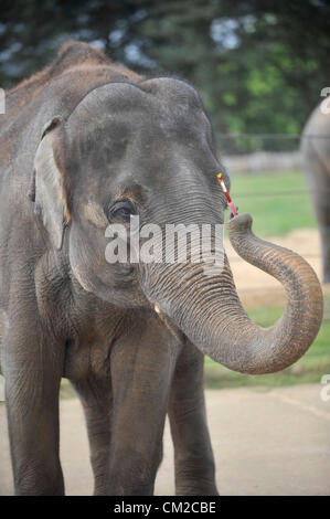 Bedfordshire, Royaume-Uni. 19 septembre 2012. Artiste de l'éléphant prend un pinceau pour l'appréciation de l'éléphant du zoo de Whipsnade ZSL Week-end pachyderme Picasso se prépare à prendre un pinceau et montrer ses talents artistiques à venir de l'appréciation de l'éléphant, week-end Elephantasia. Quatorze ans de l'éléphant d'Asie Karishma sera à l'aide de son tronc pour décorer les éléphants en bois avec des taches de couleur de peinture à l'approche de la fin de semaine - qui sera vital pour la collecte de fonds dans le monde entier la conservation de l'éléphant du Zoo et des projets de recherche. Elephant keeper Elizabeth Becker a déclaré : "Karishma r Banque D'Images